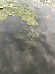 Myriophyllum