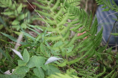 Amauropelta noveboracensis image