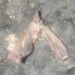 Apache degeeri
