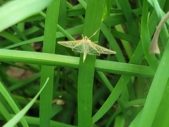 Epipagis fenestralis