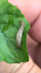 Deroceras reticulatum