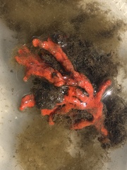 Clathria prolifera