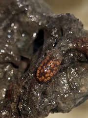 Styelidae