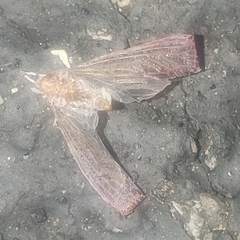 Apache degeeri