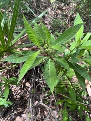Psychotria tenuifolia