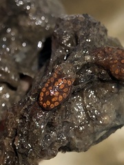 Styelidae