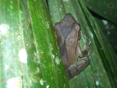 Polypedates occidentalis