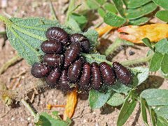 Coleoptera