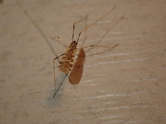 Erioptera caliptera
