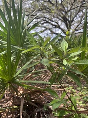 Psychotria tenuifolia