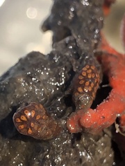 Styelidae