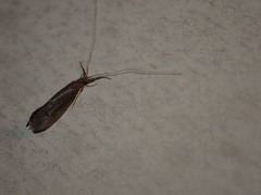 Oecetis