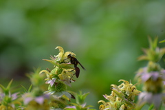Sphex habenus