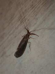 Oecetis