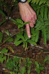 Medeola virginiana
