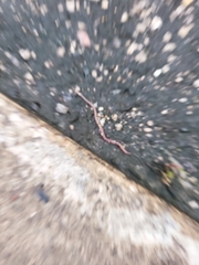 Lumbricus terrestris