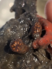 Styelidae