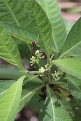 Psychotria tenuifolia
