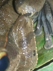 Polypedates occidentalis