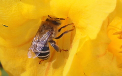 Anthophora californica
