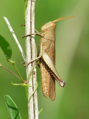 Schistocerca damnifica