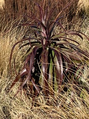 Dracophyllum traversii
