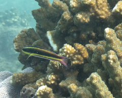 Thalassoma lucasanum