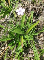 Ruellia humilis