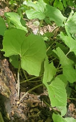 Asarum canadense