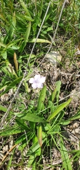 Ruellia humilis