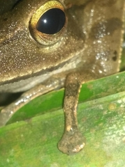 Polypedates occidentalis