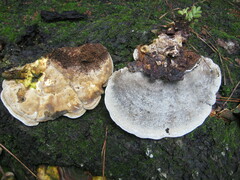 Trametes gibbosa