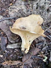 Helvella acetabulum