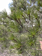 Pinus remota