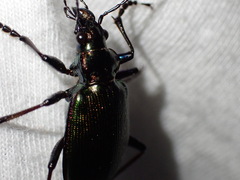 Calosoma