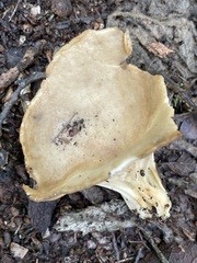 Helvella acetabulum