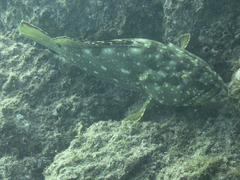 Epinephelus labriformis