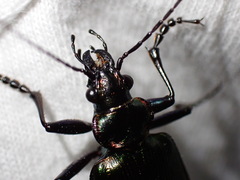 Calosoma