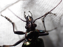 Calosoma