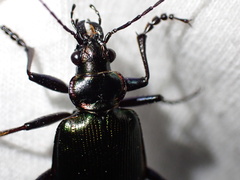 Calosoma