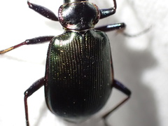 Calosoma