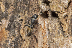 Camponotus aeneopilosus