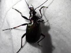 Calosoma
