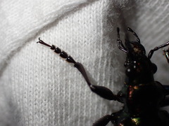 Calosoma