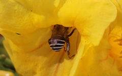 Anthophora californica