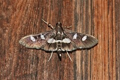Desmia