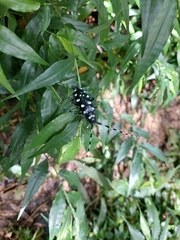 Anoplophora macularia