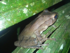 Polypedates occidentalis
