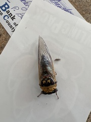 Megatibicen pronotalis