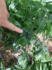 Anoplophora macularia